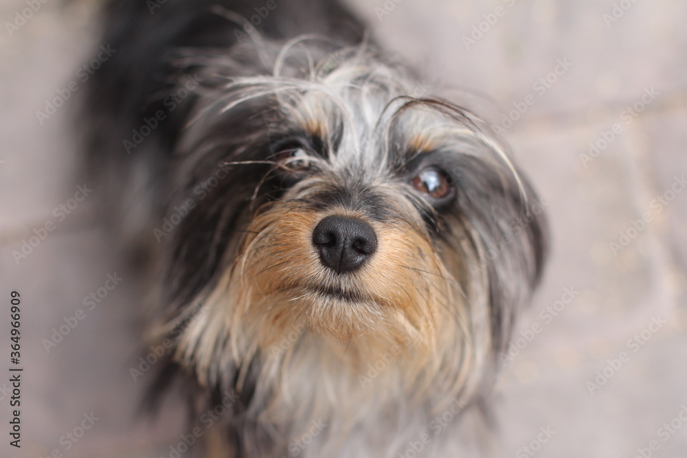 adorable, animal, breed, brown, closeup, clumsy, cute, dog, domestic, eyes, face, funny, fur, hair, loyalty, mammal, nose, outdoor, pet, portrait, puppy, purebred, sad, small, smart, top view, yorkshi