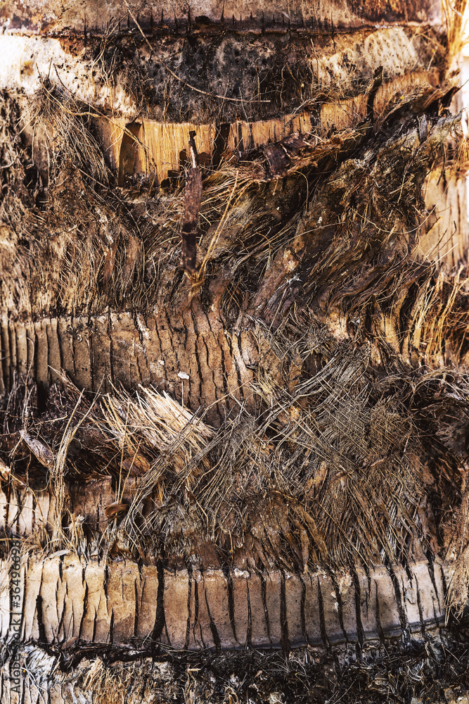 Pattern of a palm tree trunk Pattern of a palm tree trunk