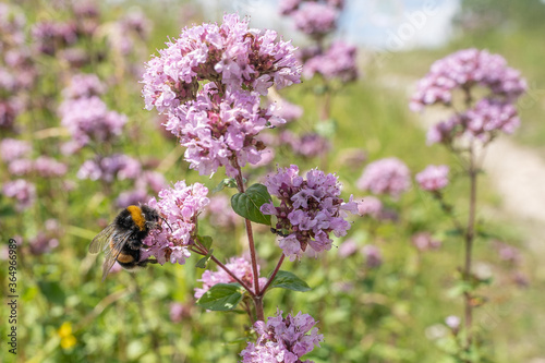 Hummel an lila Blume - Close Up photo