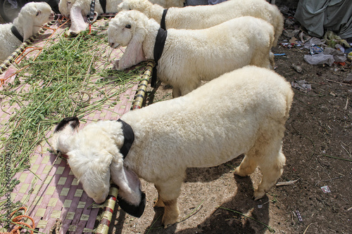 Closeup of beautiful Goat. photo