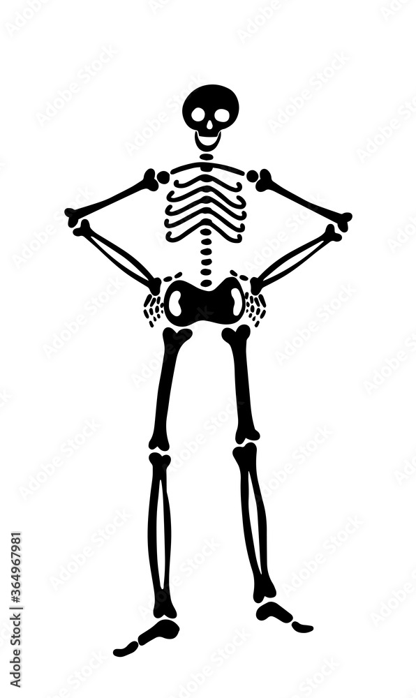 human skeleton stands straight with arms akimbo. human bones put hands on hips. vector illustration for halloween human skeleton stands straight with arms akimbo. human bones put hands on hips. vector illustration for halloween