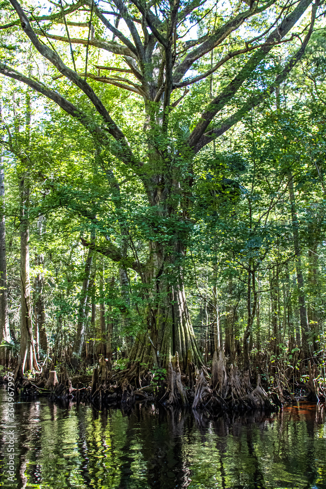 Obraz premium trees in the water