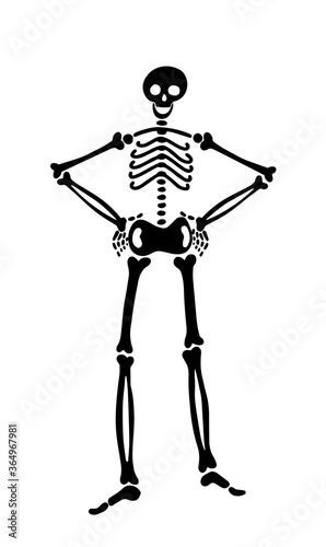 human skeleton stands straight with arms akimbo. human bones put hands on hips. vector illustration for halloween