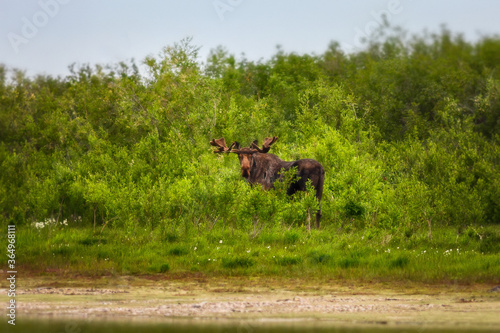 Moose (Alces alces). A large elk stands among the bushes on the bank of the river. Wild animal in its natural habitat. Wildlife of Siberia. The nature of Chukotka and the far east of Russia.