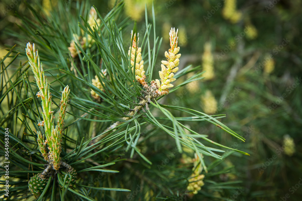 Green background with spiny pine and young cones.