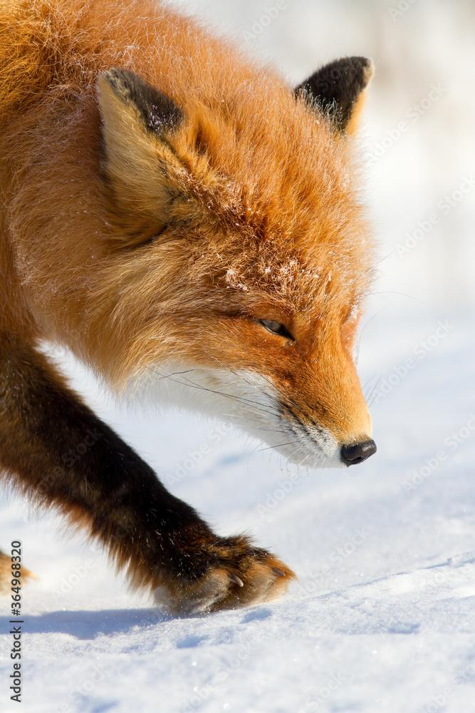 Red fox walks carefully through the snow. Fox face close-up. Snow-covered winter tundra. Wildlife of the Arctic. Wild animals of Siberia. Nature of the polar region.