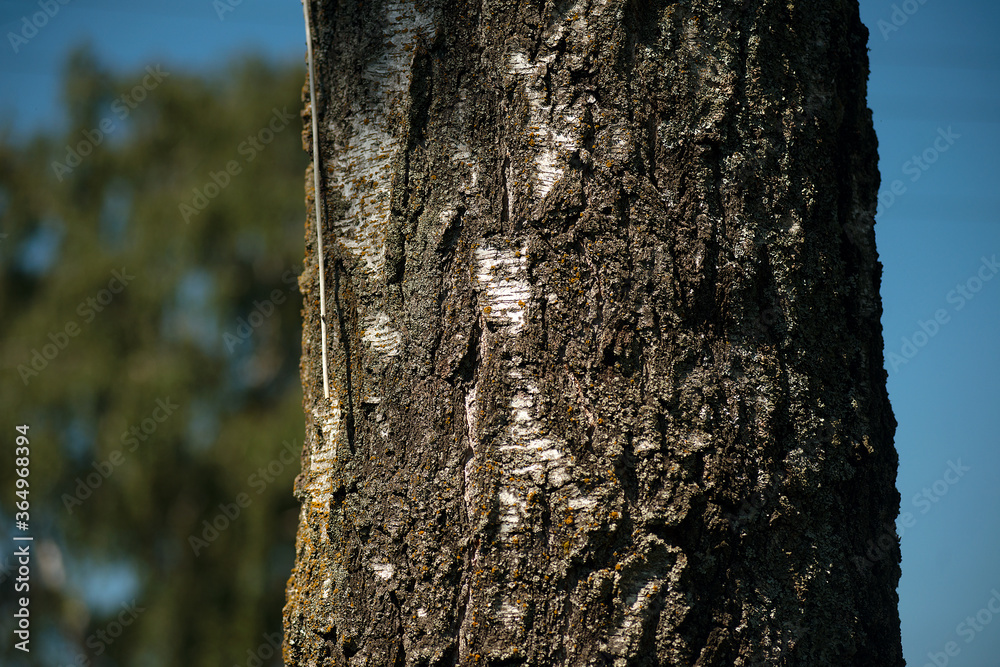 Closeup birch trunk against a blue sky. Closeup birch trunk against a blue sky.