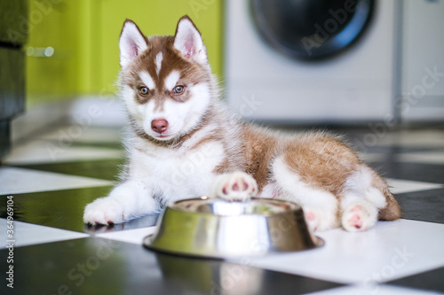 Funny husky puppy asks for food in the kitchen © sushytska