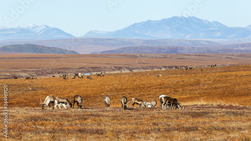 A herd of reindeer in the tundra. Autumn arctic landscape. Valley among mountains and hills. Northern expanses of the polar region. Reindeer herding in Chukotka in Siberia in the far east of Russia. © Andrei Stepanov
