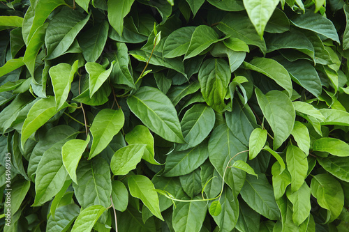 Pattern of green leaves of schisandra chinénsis