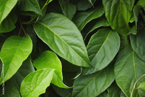 Pattern of green leaves of schisandra chinénsis