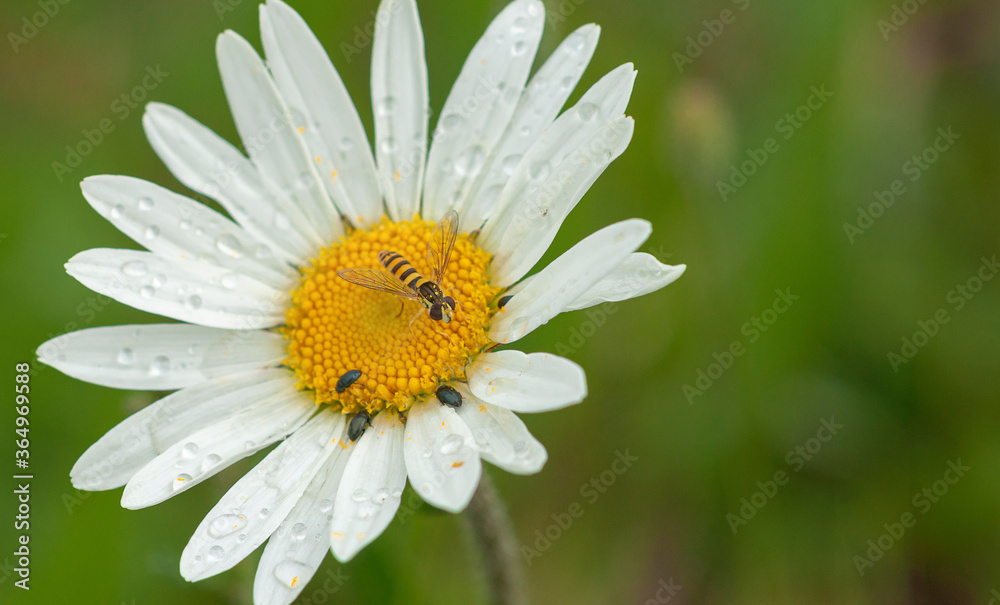 Obraz premium Daisy Flower and wasp