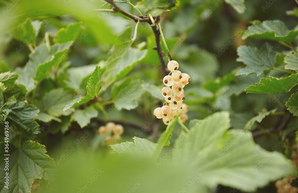 White currant berries on a bush White currant berries on a bush