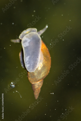 Eine Nahaufnahme einer Lymnaea stagnalis Spitzschlammschnecke, einer Teichschnecke.
 photo