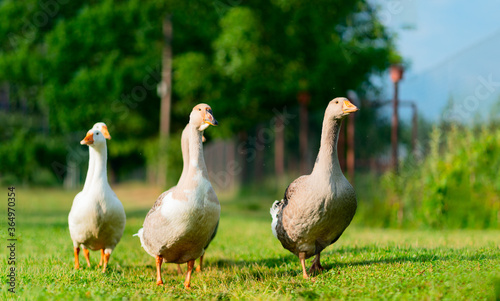 Flock of white and brown geese on the pasture. Domestic geese on the farm. Livestock in the village.