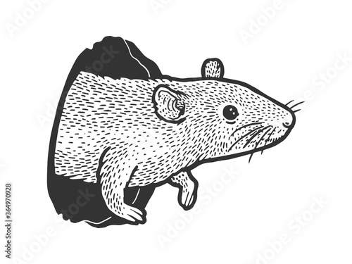 mouse rat peeps out of hole sketch engraving vector illustration. T-shirt apparel print design. Scratch board imitation. Black and white hand drawn image.