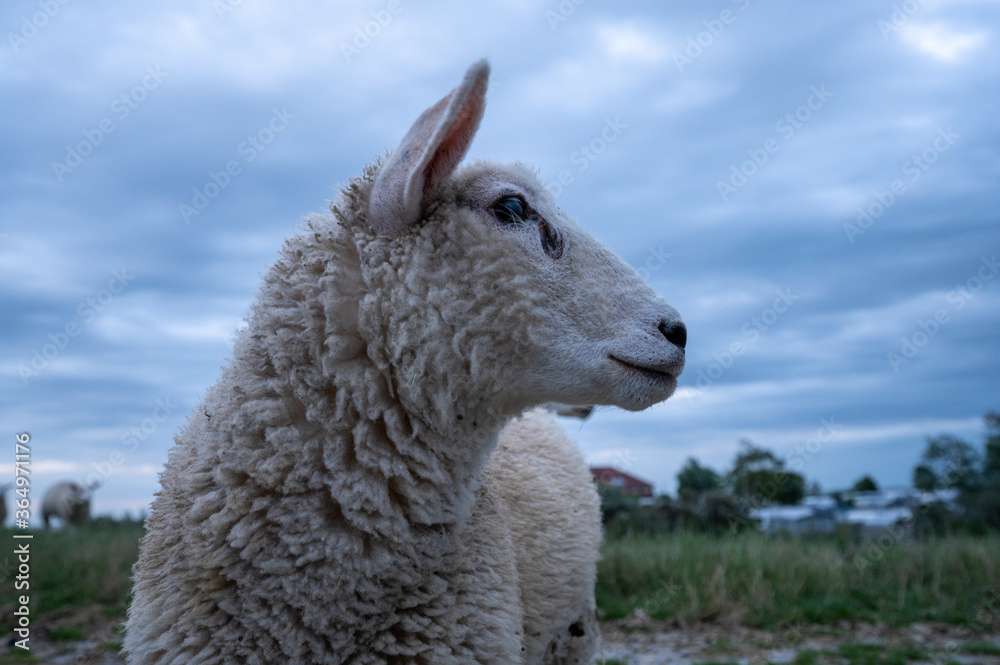 Fototapeta premium Schafe auf den Damm