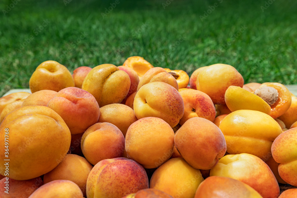 Apricots, ripe beautiful apricots lie on the grass. Beautiful colorful background Apricots, ripe beautiful apricots lie on the grass. Beautiful colorful background