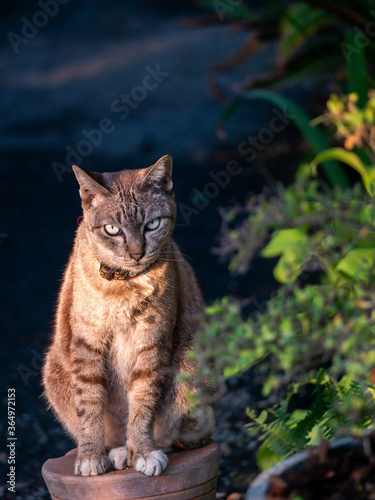 Cat Sat on The Pot Looking at The Camera © wichatsurin