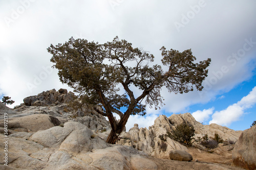 Sunny day among rock field single surviving tree Moonrocks Nevada