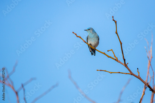 Single mountain bluebird perching on a tree branch against a blue sky