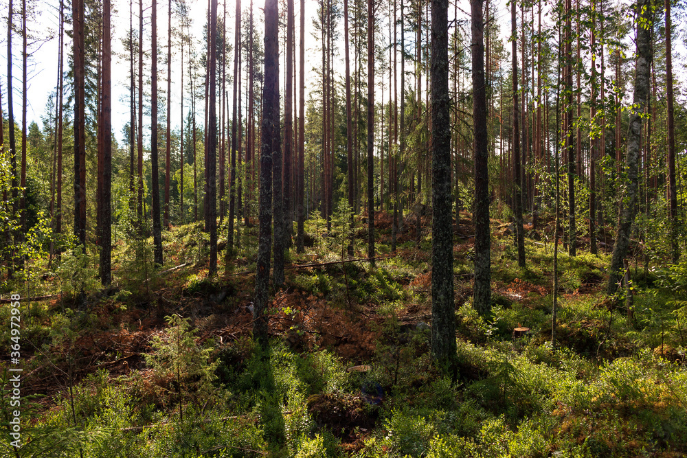 View of a partially deforested forest in Sweden View of a partially deforested forest in Sweden