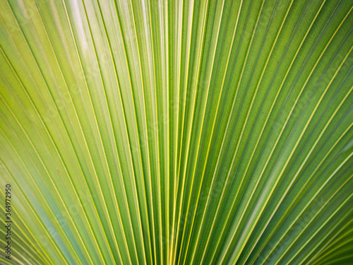 Striped of Pattern Fountain Palm Leaf