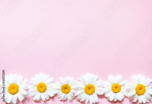 Pink  background with chamomiles frame. Flat lay with copy space. Flowers composition. © Miha Creative