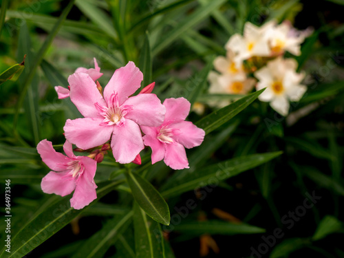 Bouquet of Pink Oleander Flowers Blooming in The Garden