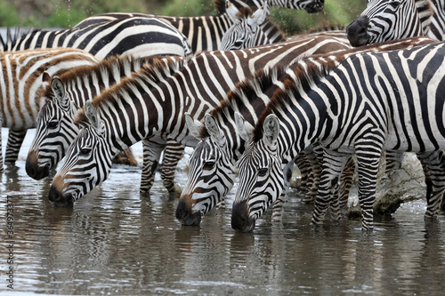 Zebras next to each other drinking from a dam.