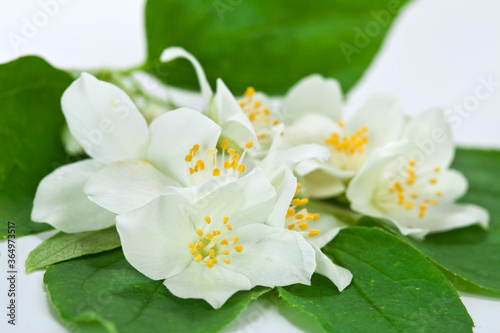 Mock-orange (Philadelphus) flowers with leaves on a white background.