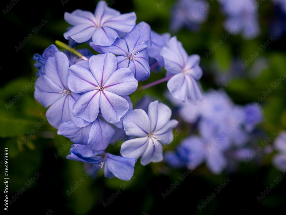 Bouquet of Cape Leadwort Flowers Blooming Bouquet of Cape Leadwort Flowers Blooming