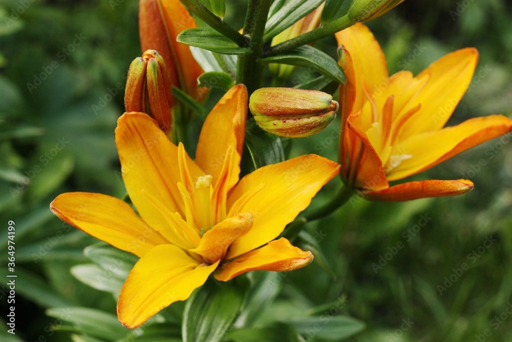 Beautiful yellow Lily in the summer garden 