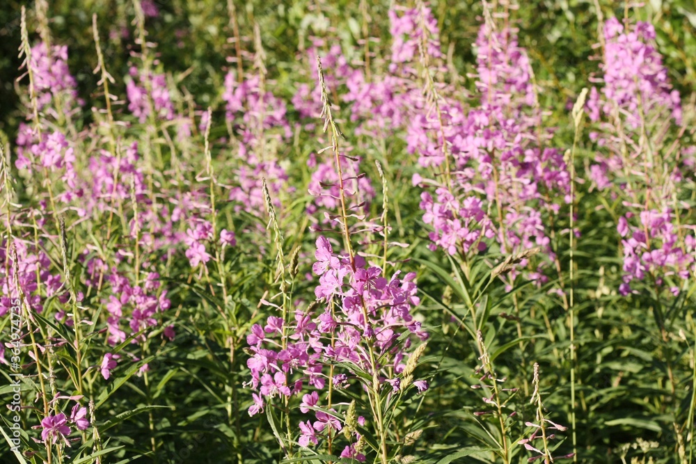 Field with beautiful purple flowers close up