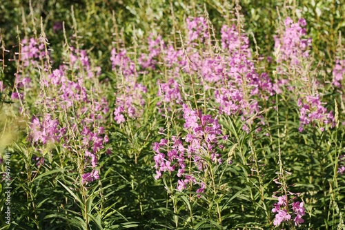 Field with beautiful purple flowers close up