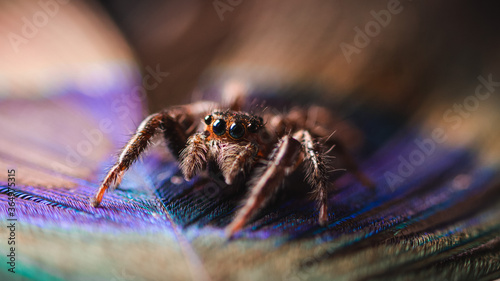 Colourful cute jumping spider 