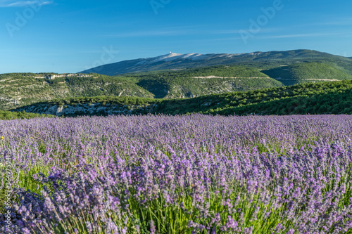 Paysage de lavande dans le Luberon