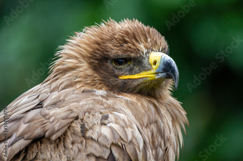 Steppenadler - Aquila rapax nipalensis