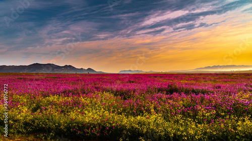 Fototapeta Naklejka Na Ścianę i Meble -  Wildflowers at sunrise Paarl