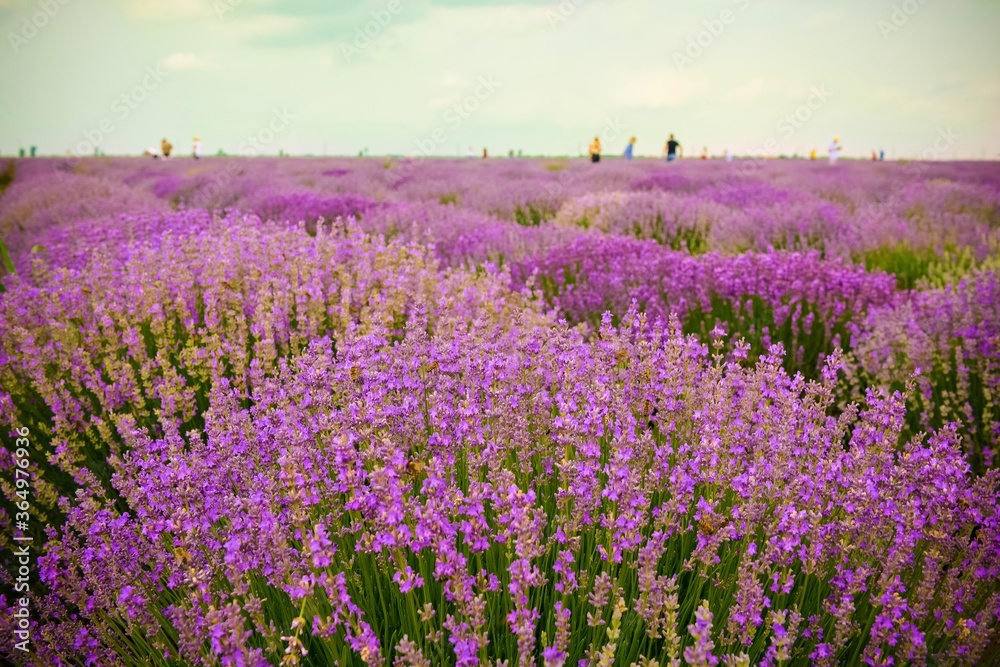Obraz premium Lavender field in a summer day