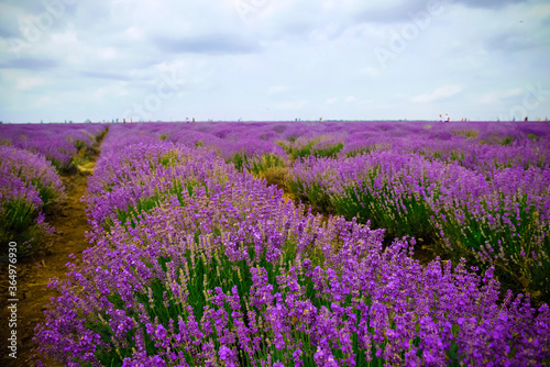 Lavender field in a summer day