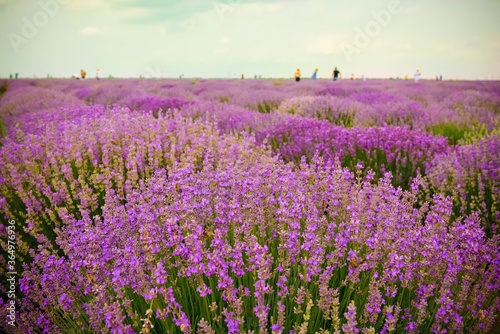 Lavender field in a summer day