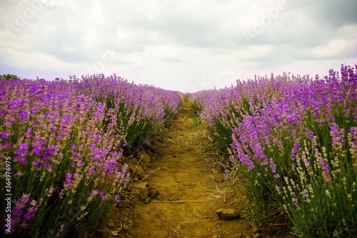 Lavender field in a summer day