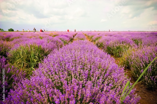 Lavender field in a summer day