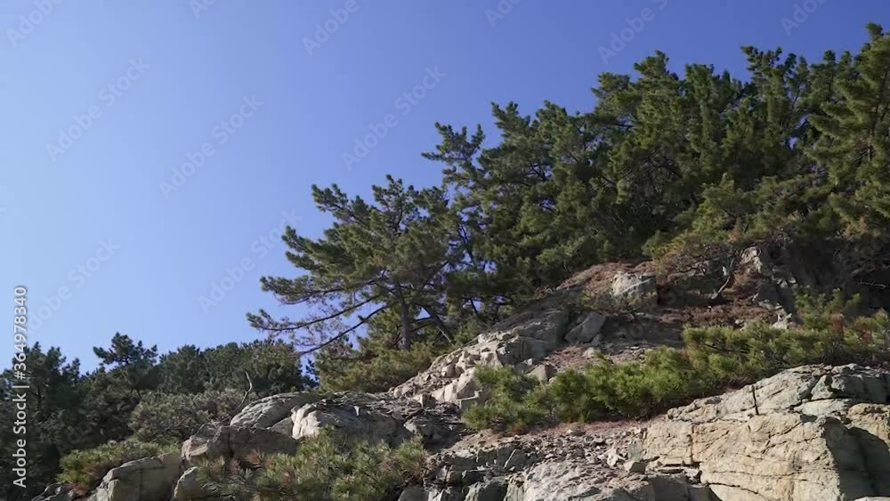 panning shot of pine trees rooted and a sky (shoot info: sony, cine2, 1080p, 59.94fps) panning shot of pine trees rooted and a sky (shoot info: sony, cine2, 1080p, 59.94fps)