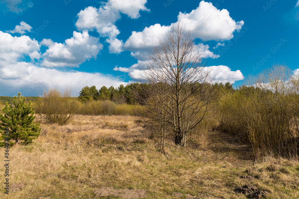 Belorussian nature. Forest, early spring. Clouds on a blue sky above the forest. Pine trees, earth, blue sky, clouds, sun.