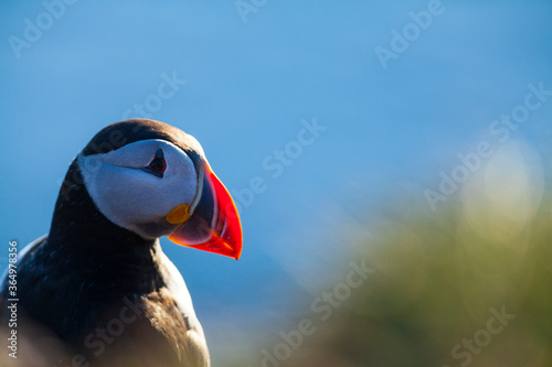 ATLANTIC PUFFIN (Fratercula arctica) © JUAN CARLOS MUNOZ