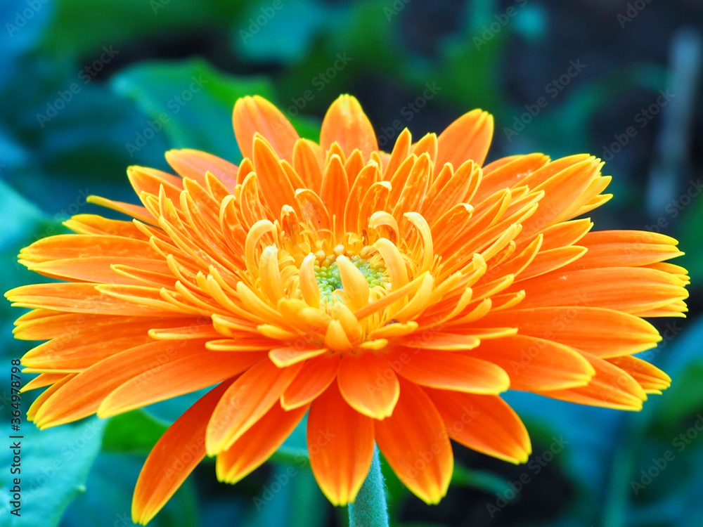 Colorful chrysanthemum blooming in the garden Colorful chrysanthemum blooming in the garden