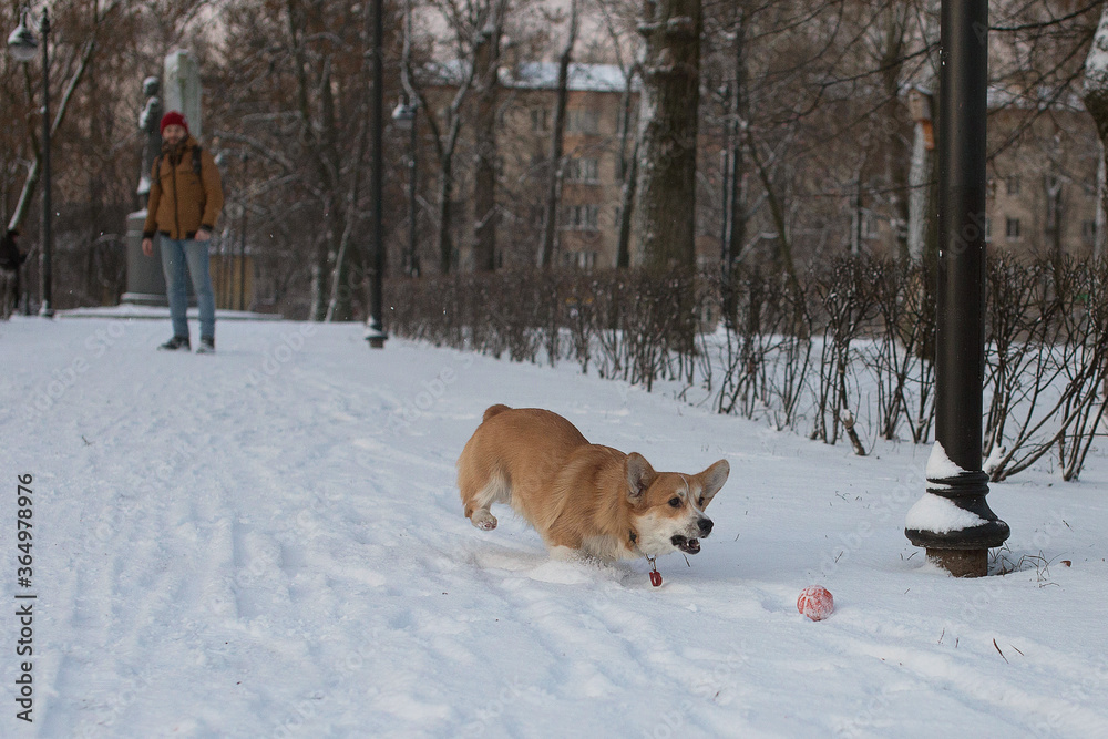 A dog runs after a ball in a winter park
