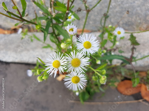 The beautiful white flowers of Erigeron annuus are another daisy that is widely grown as an ornamental plant. Annual Fleabane Small flowers  scientific name 